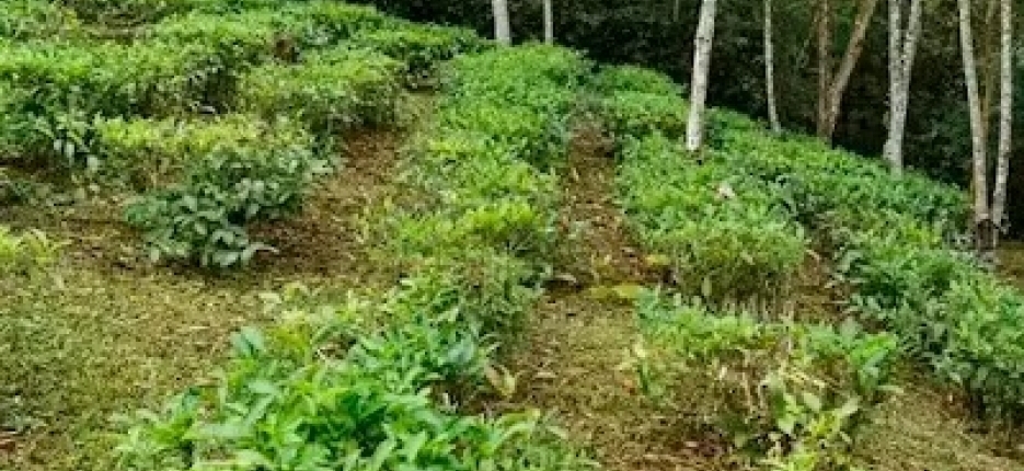 Sesc Registro-SP promove imers�o na hist�rica rota do ch� do Vale do Ribeira