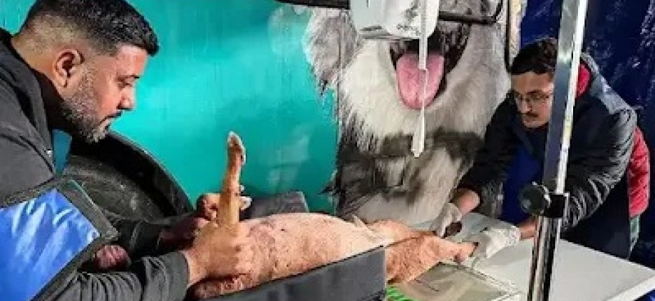 Sete Barras realiza exames pré- operatórios da Campanha Municipal de Castração nesta terça-feira 24-2